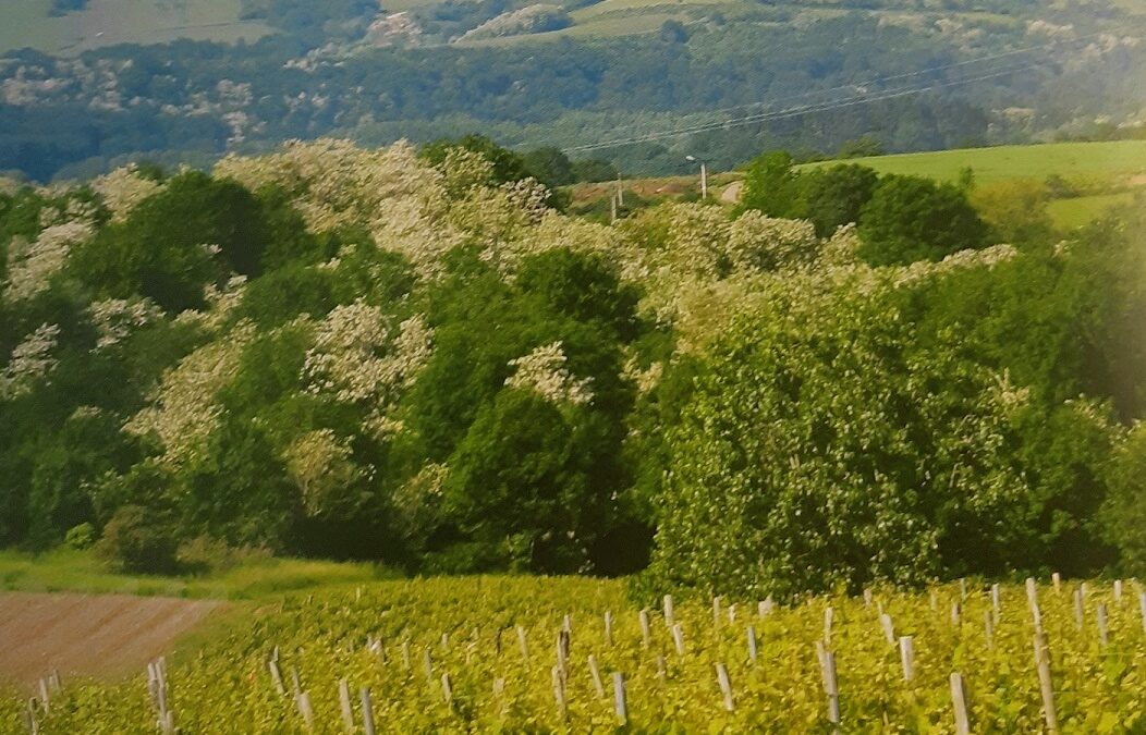 Côtes du Couchois : le petit poucet de la Côte de Beaune