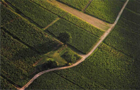 Comment la Bourgogne du Sud structure et développe son offre Œnologique