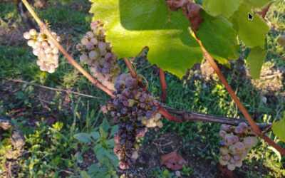 La Dépèche – Octobre 2025