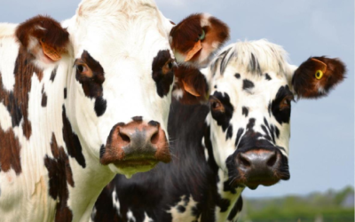 La dépêche – Avril 2026